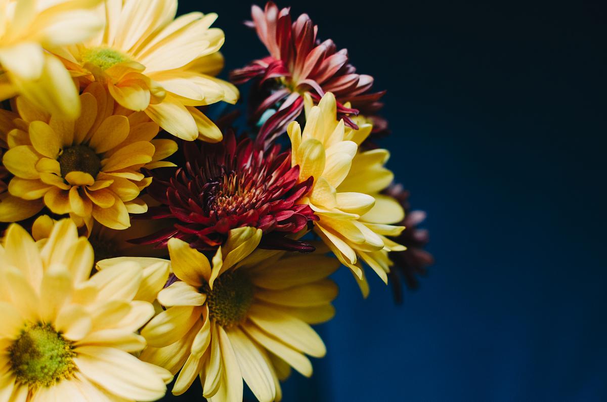 A macro shot of yellow and orange petaled… | Free public domain photo A macro shot of yellow and orange petaled flowers with dark background. Original public domain image from Wikimedia Commons