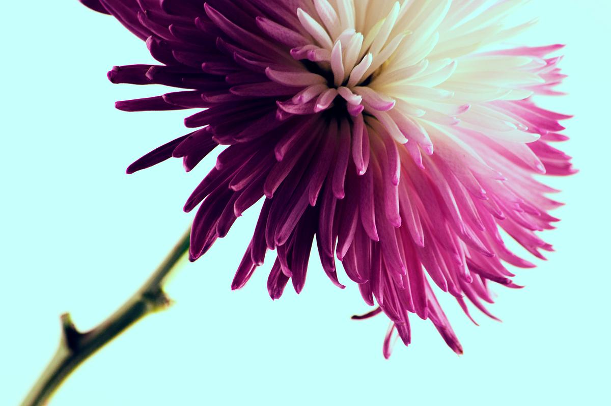 A macro shot of a purple dahlia flower with… | Free public domain photo A macro shot of a purple dahlia flower with numerous long petals. Original public domain image from Wikimedia Commons