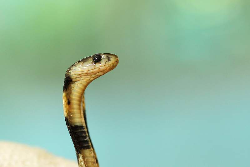 Snake Cobra Images | Free Photos, PNG Stickers, Wallpapers & Backgrounds -  rawpixel