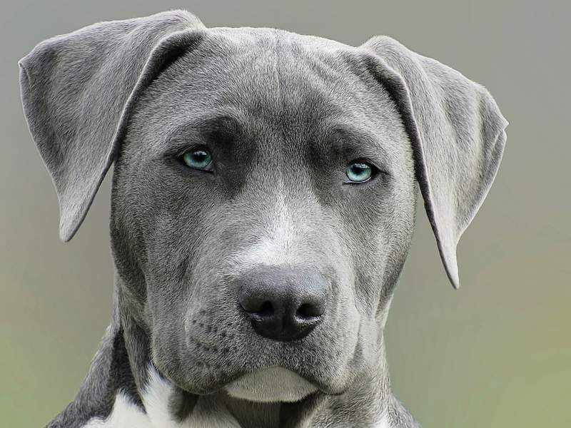 14 clear signs your Dog loves you