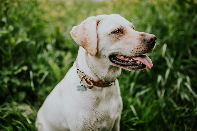 10 Important Facts about Labrador Retriever dog breed