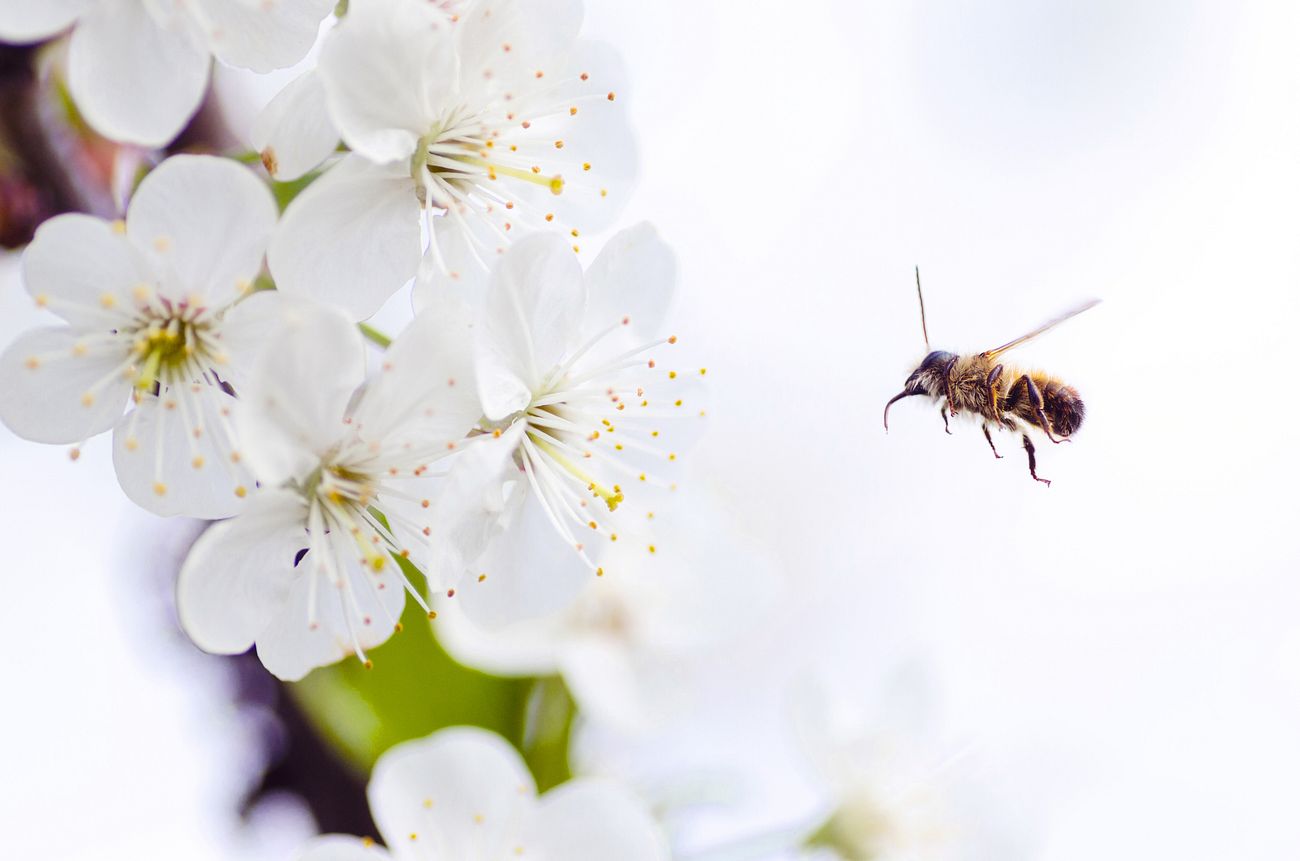 Bee Images Free HD Backgrounds PNGs Vectors Illustrations Rawpixel bee-images-free-hd-backgrounds-pngs-vectors-illustrations-rawpixel