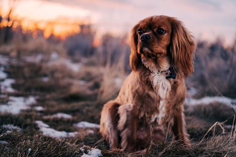 How Often Do Cocker Spaniels Need Haircuts?
