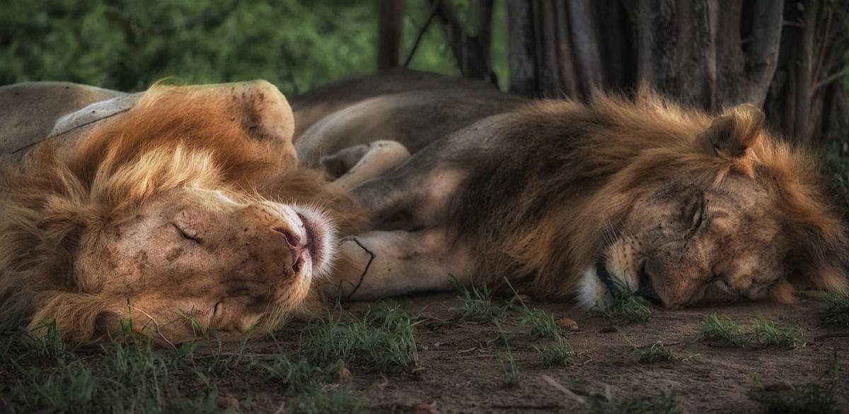 Two lions sleeping next to each | Free Photo - rawpixel
