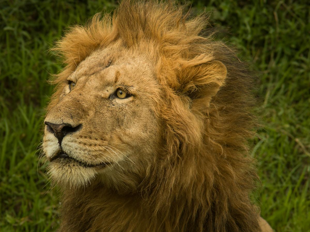 Male Lion With Scruffy Mane Free Photo Rawpixel Male Lion With Scruffy Mane Free Photo Rawpixel