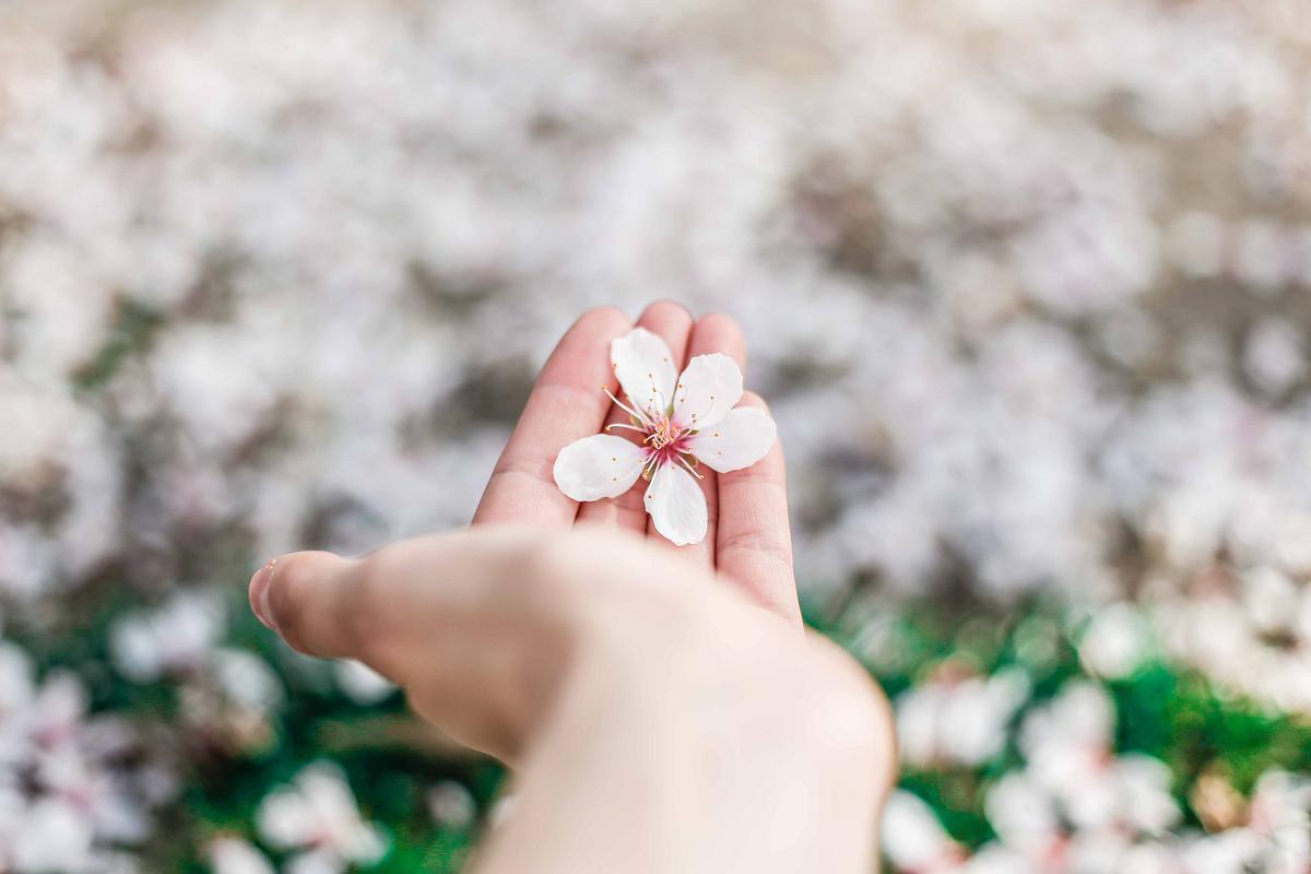 Hand holding cherry blossom with blossom on… | Free public domain photo Hand holding cherry blossom with blossom on grass lawn below, Madrid. Original public domain image from Wikimedia Commons