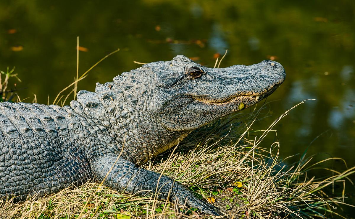 Alligator on the grass by the water | Free Photo - rawpixel