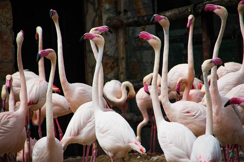 Stunningly Rare Albino Animals -  Albino flamingos