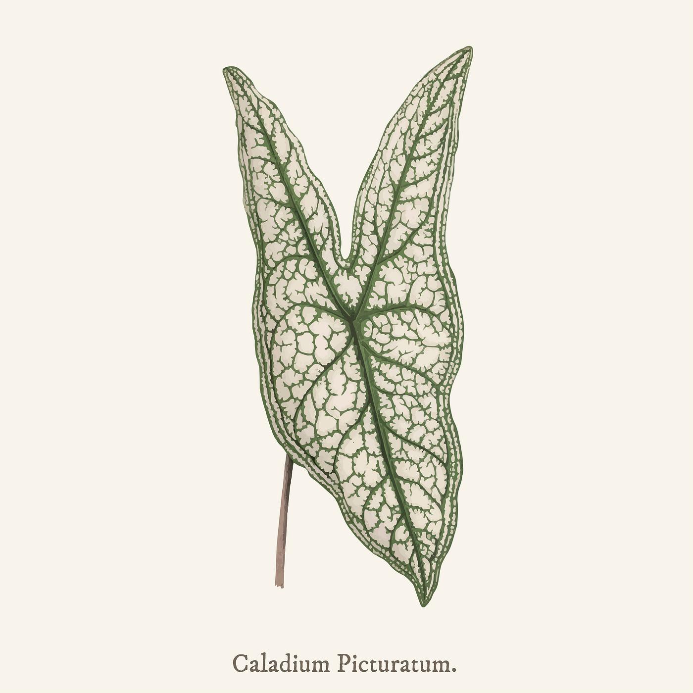 leaf, pattern, ancient, angel wings, antique, aphyllarum, belleymel, caladium, calcadium belleymel, decorate, decoration,... leaf, pattern, ancient, angel wings, antique, aphyllarum, belleymel, caladium, calcadium belleymel, decorate, decoration,...