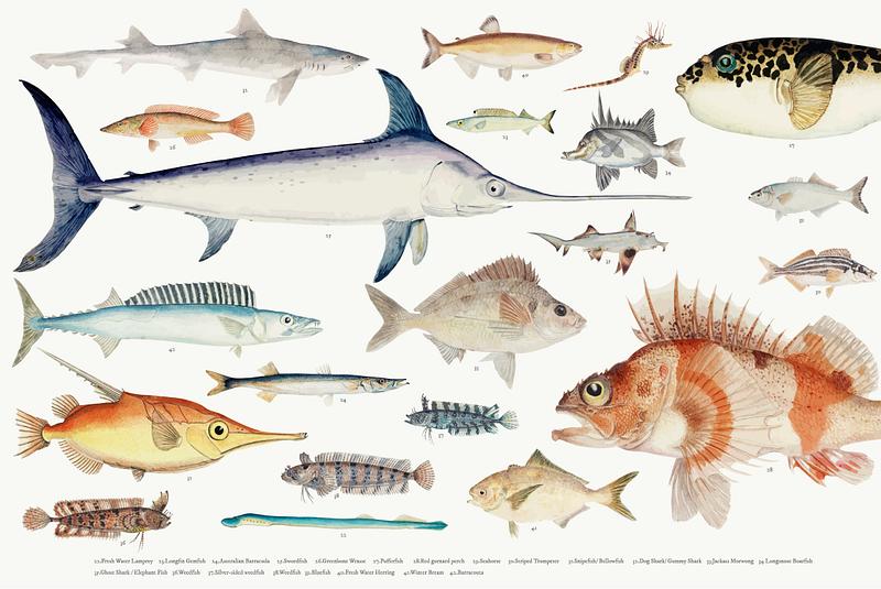 vintage illustrations fish rawpixel