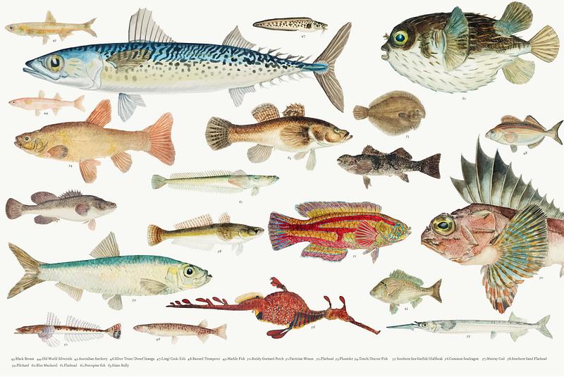 vintage illustrations fish rawpixel