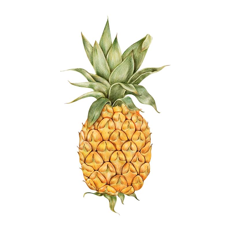 Illustration of tropical fruit watercolor style Illustration of tropical fruit watercolor style
