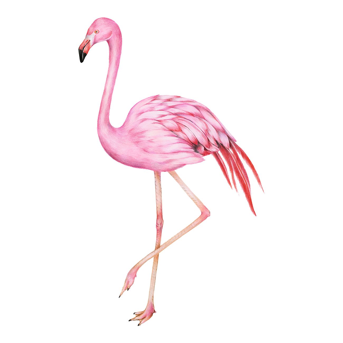 Download Illustration of pink flamingo watercolor style | Royalty ...