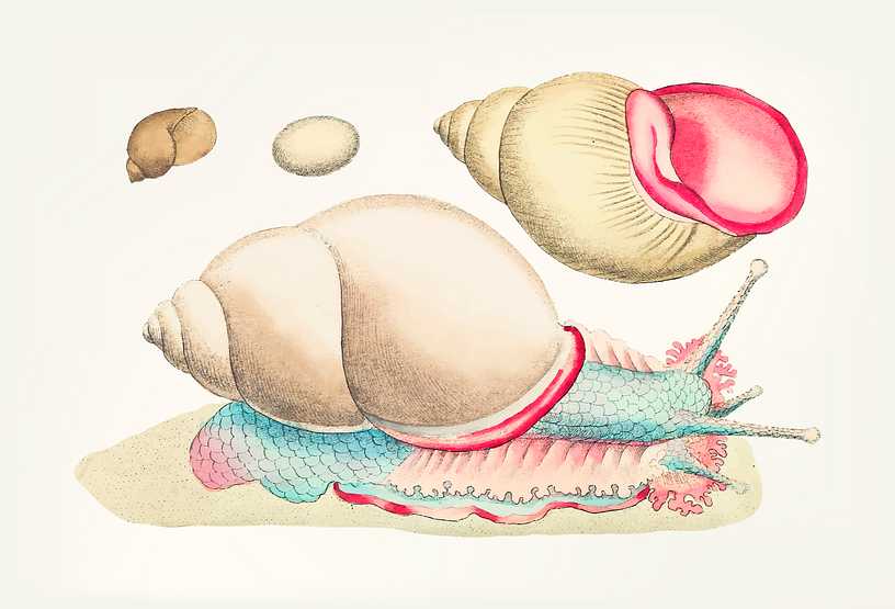 Hand drawn Rofe-lipped snail Hand drawn Rofe-lipped snail - animal, antique, aquarium, art, artwork, background, beautiful, biology, bulla…