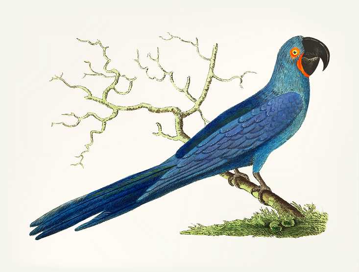 Hand drawn of long-tailed deep-blue maccaw Hand drawn of long-tailed deep-blue maccaw - animal, antique, art, artwork, avian, background, beak, beautiful, bird, blue…