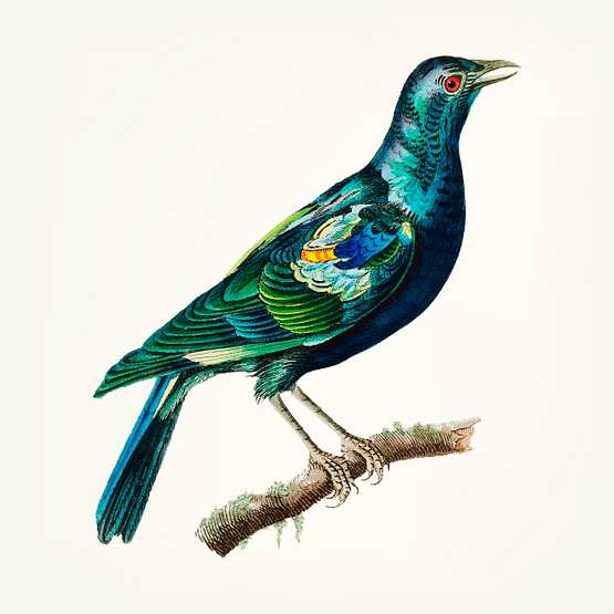 Hand drawn of green stare Hand drawn of green stare - animal, antique, art, artwork, avian, background, beak, beautiful, bird, blue, branch…
