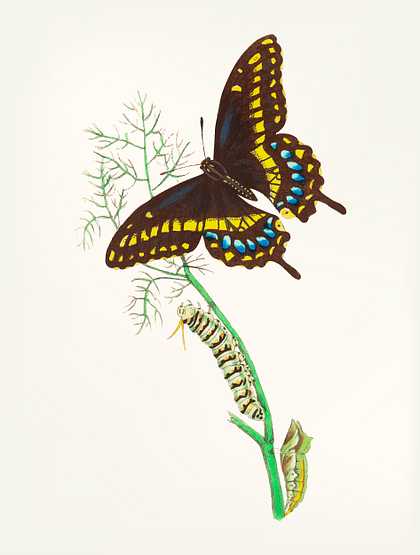 Hand drawn of butterfly Hand drawn of butterfly - animal, antenna, antique, art, artwork, background, beautiful, biology, black, brown, bug…