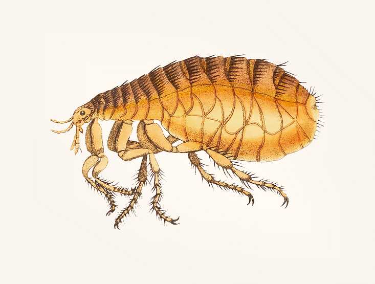 Hand drawn of flea Hand drawn of flea - allergy, animal, antenna, antique, art, arthropod, artwork, background, beautiful, bite, bubonic, bug…