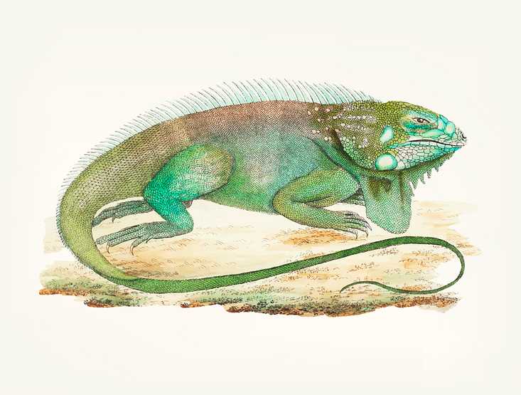 Hand drawn iguana Hand drawn iguana - animal, antique, art, artwork, background, beautiful, classified, collection, colorful, creature, design…