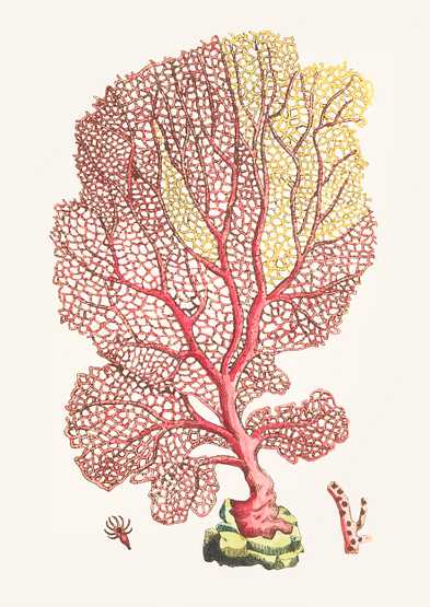 Hand drawn gorgonian fan coral Hand drawn gorgonian fan coral - alcyonacea, animal, antique, aquarium, aquatic, art, artwork, background, beautiful…