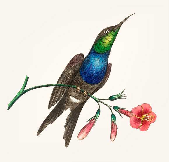 Hand drawn of hummingbird Hand drawn of hummingbird - animal, antique, art, artwork, avian, background, beak, beautiful, bird, black, blue, branch…