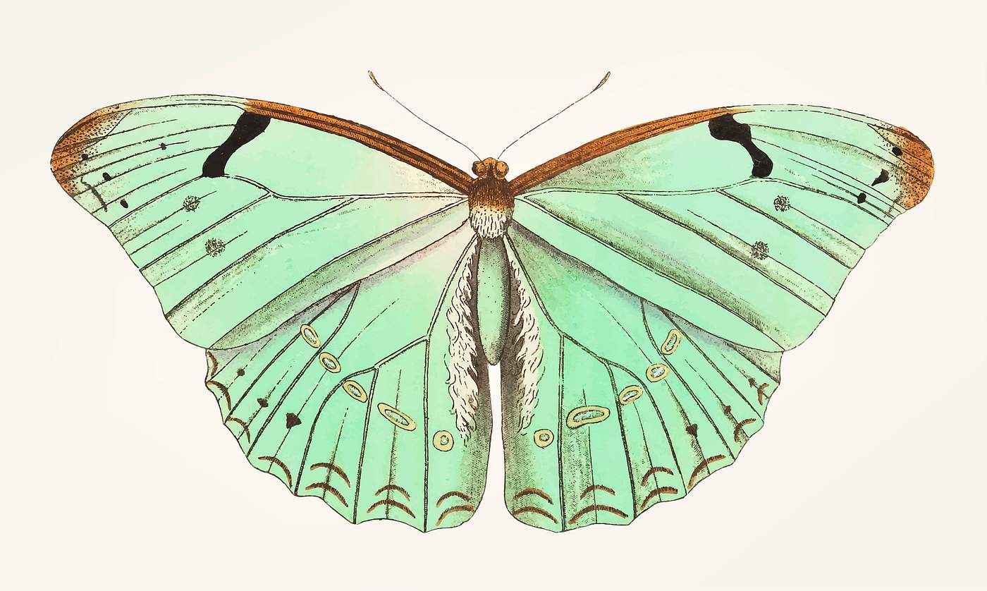 Download Vintage illustration of laertes butterfly | Royalty free ...