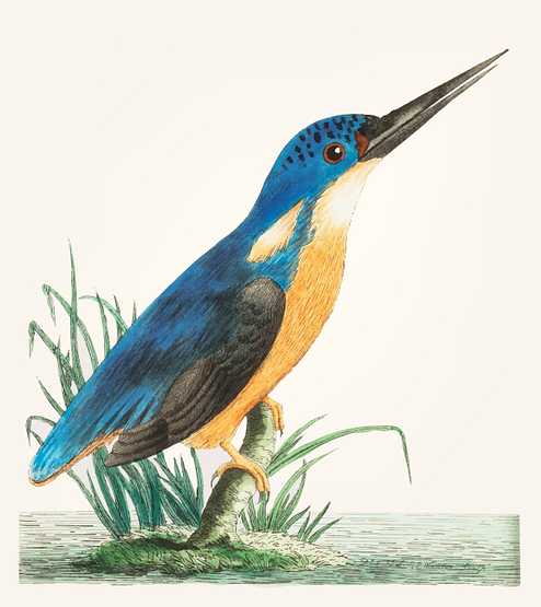 Hand drawn of deep blue kingfisher Hand drawn of deep blue kingfisher - animal, antique, art, artwork, avian, background, beak, beautiful, bird, blue, blue…