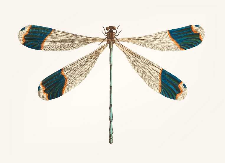 Hand drawn of blue-tipped dragonfly Hand drawn of blue-tipped dragonfly - animal, antenna, antique, art, artwork, background, beautiful, blue tipped dragonfly…