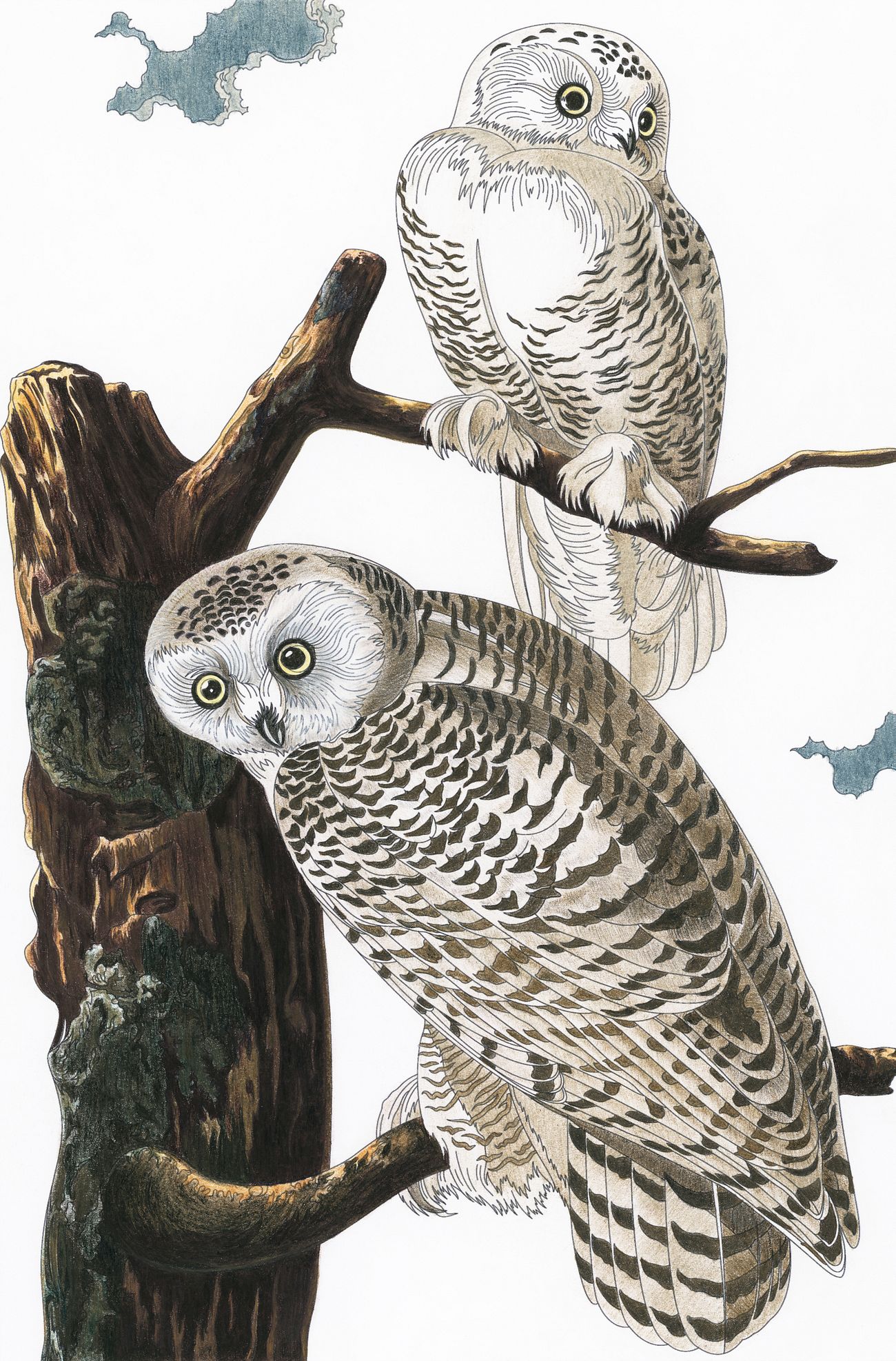 Snowy Owl From Birds Of America 1827 By John James Audubon