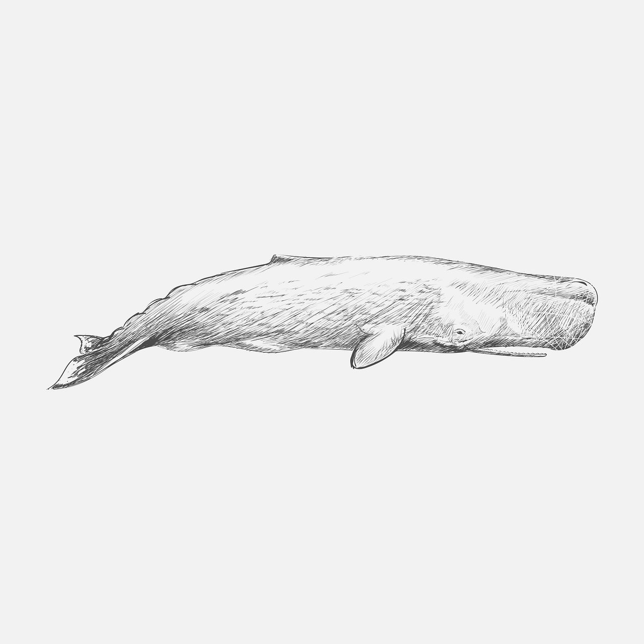 sperm whale Draw