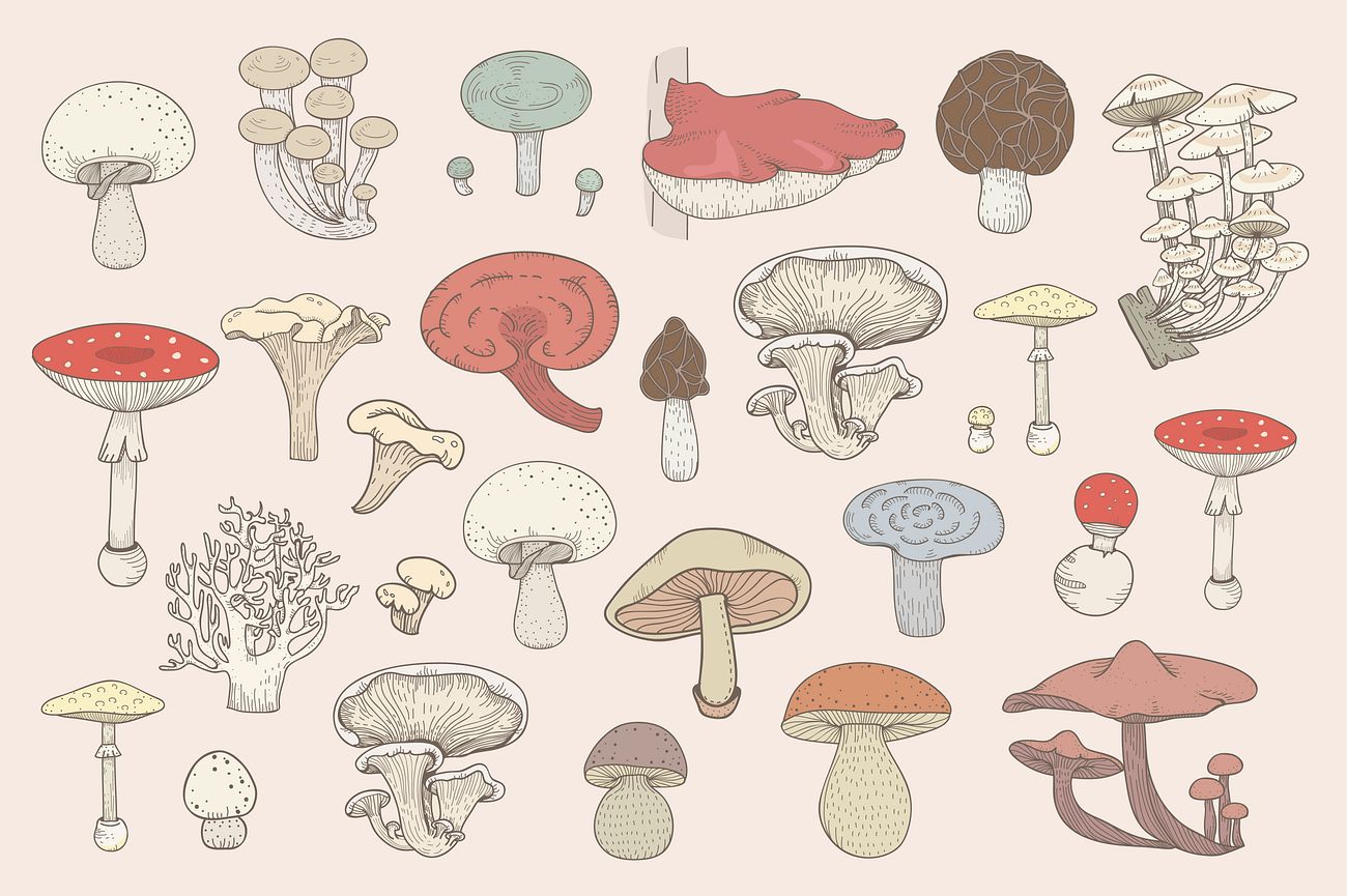 Colored drawing set of mushrooms Premium Vector rawpixel