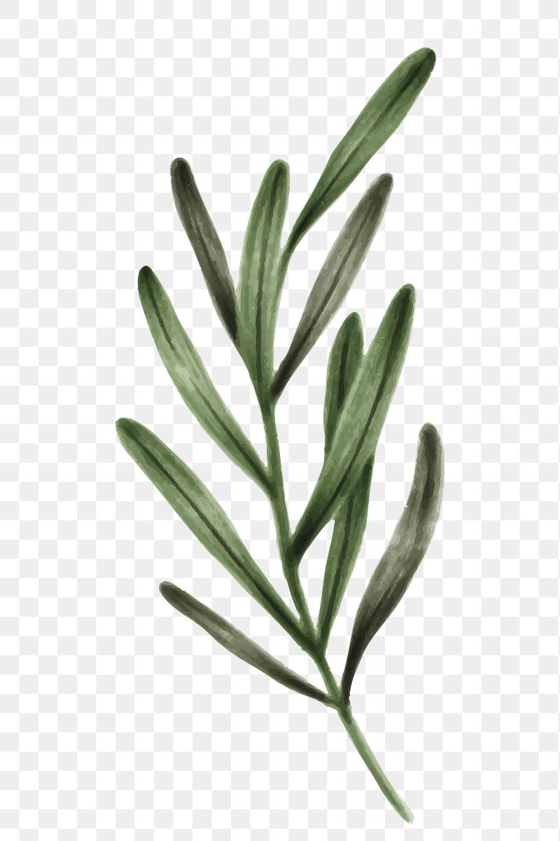 Download Organic Eucalyptus Leaves Eucalyptus Leaf Png Transparent Png Uokpl Rs