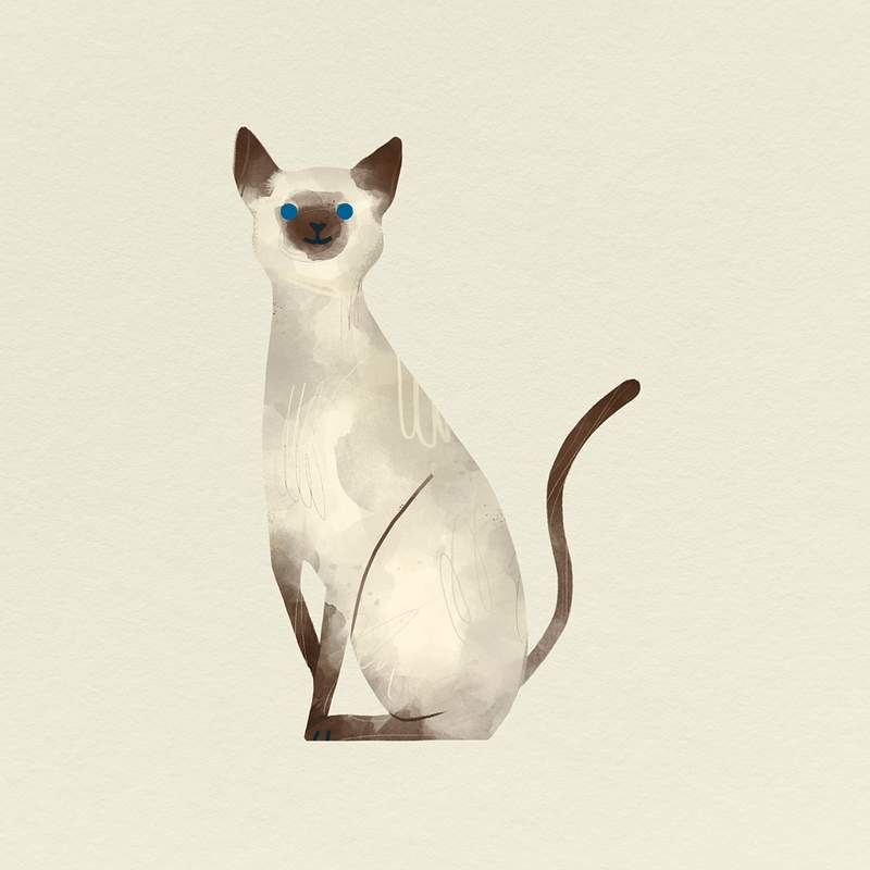 Siamese cat drawing psd