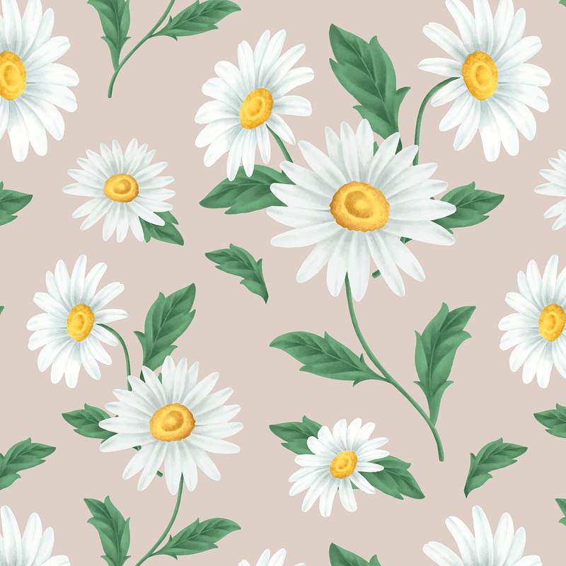 Daisy Drawing Illustration Botanical Images | Free Photos, PNG Stickers,  Wallpapers & Backgrounds - rawpixel