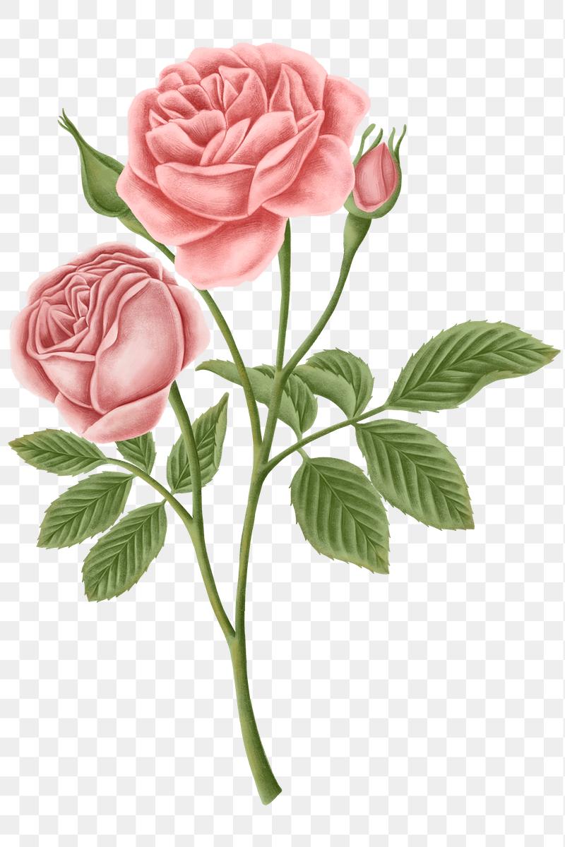 Rose Transparent Png Background And Graphic Assets Rawpixel Rose Transparent Png Background And Graphic Assets Rawpixel
