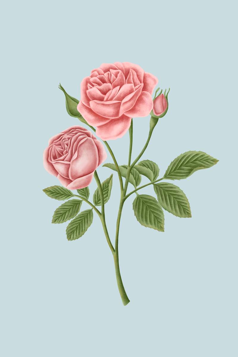 Vintage Flowers Collection Royalty Free Stock Vector Rawpixel