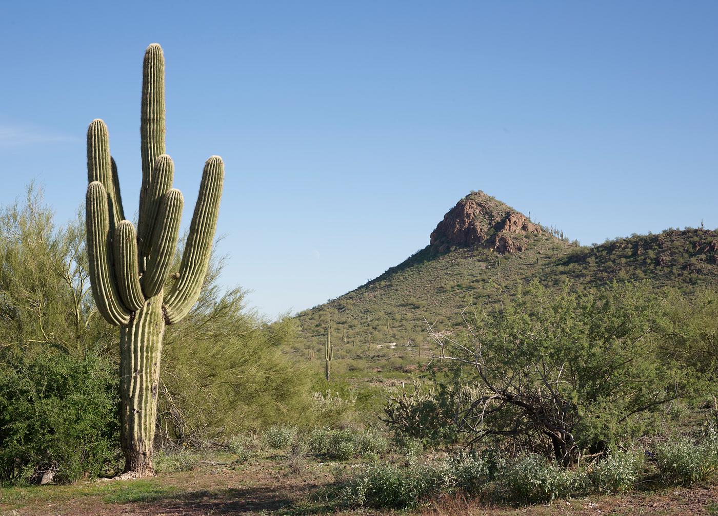 Carol M. Highsmith's Arizona Photograph A handsome specimen of the saguaro cactus, famous for its uplifted “arms,” in desert country near Morristown,...