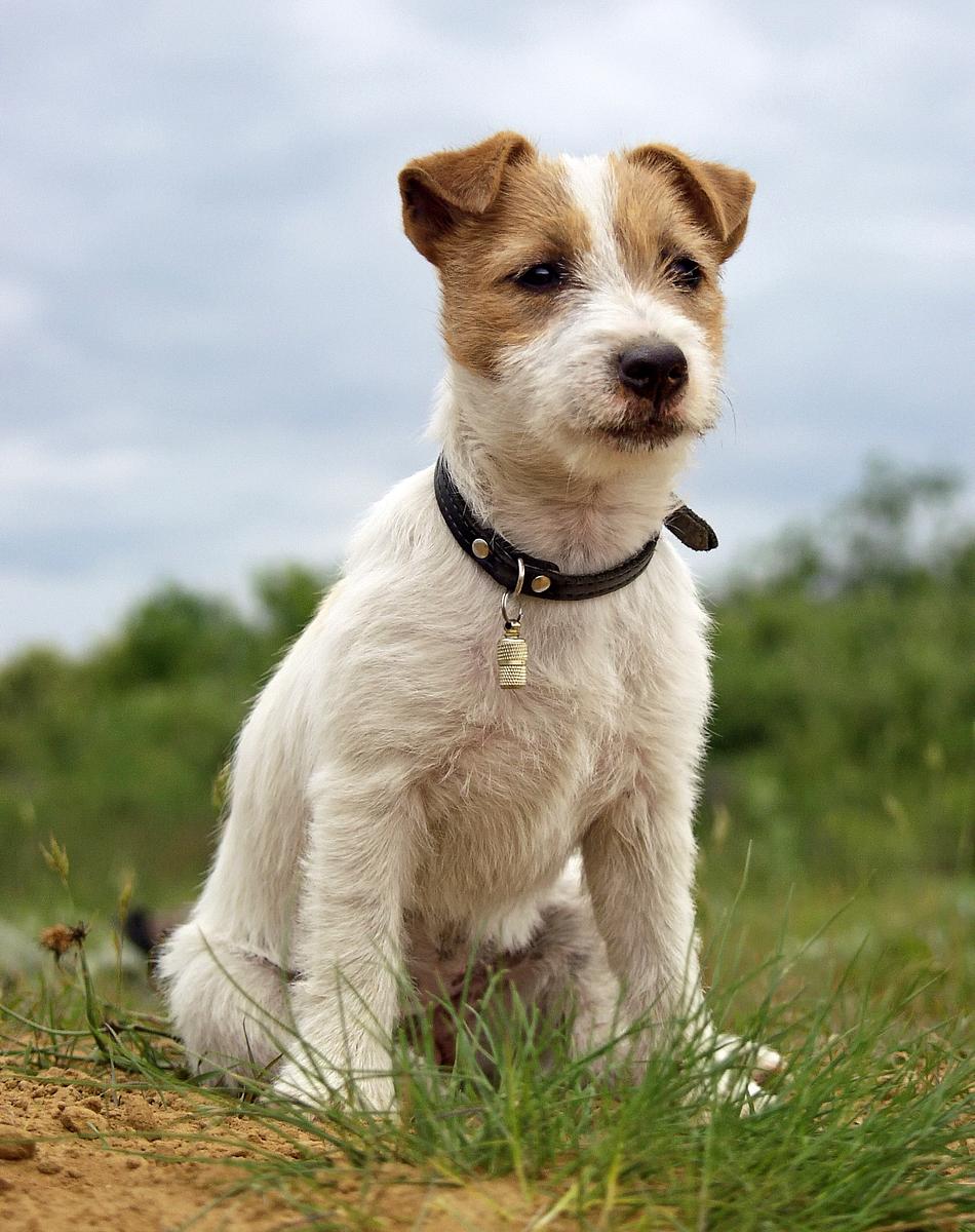 Jack Russell Terrier Growth Chart (Weight Chart & Size Chart) 7 How to ensure their health