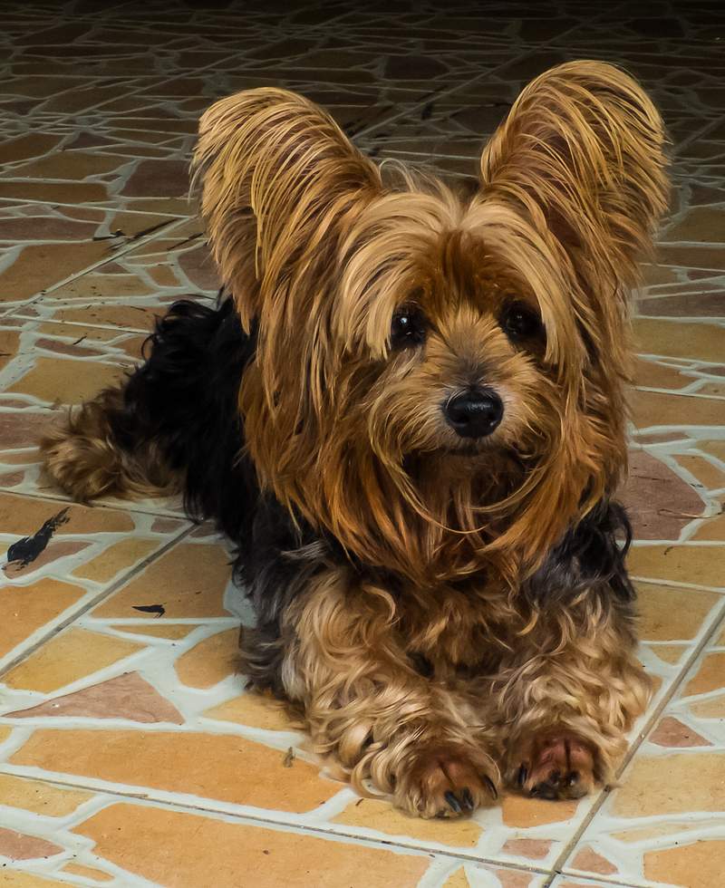 Yorkie cropped ears