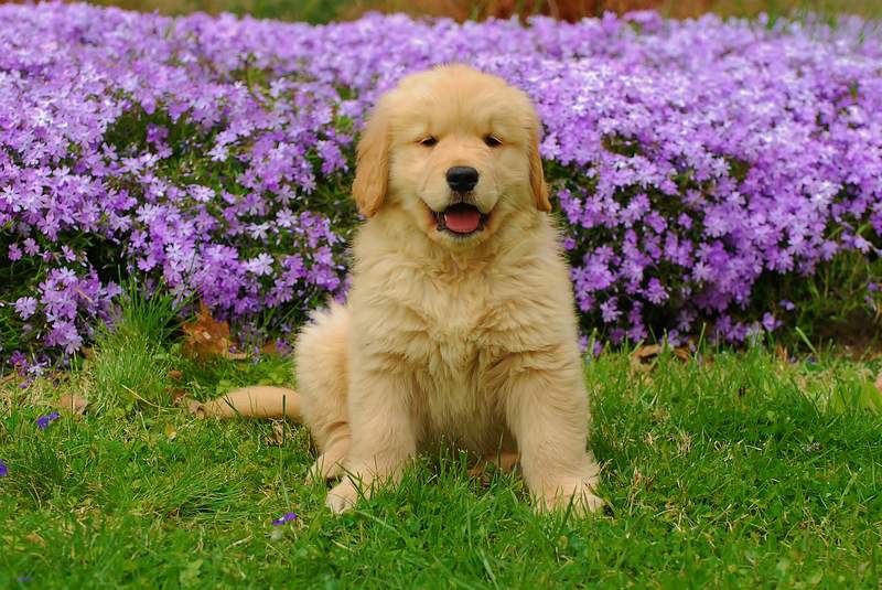 Golden Retriever Puppy Images | Free Photos, PNG Stickers, Wallpapers & Backgrounds - rawpixel