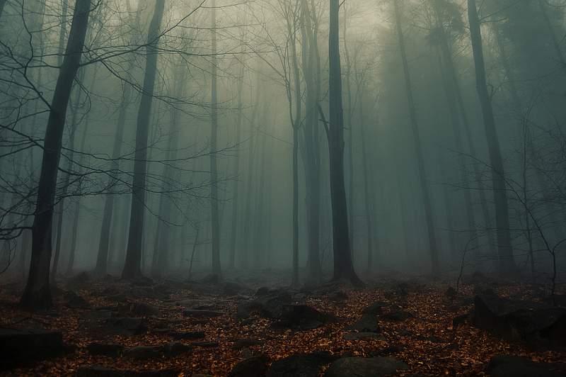 Scary Forest Images | Free Photos, PNG Stickers, Wallpapers & Backgrounds -  rawpixel