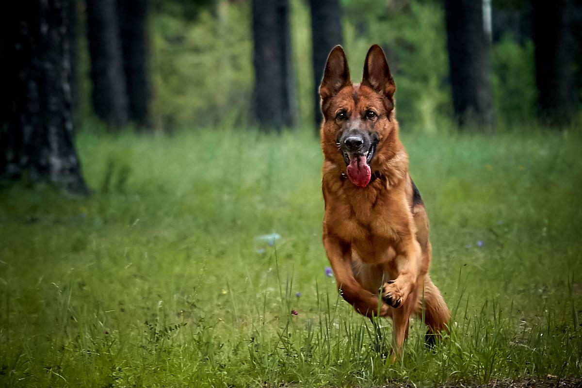 7 Reasons People Prefer The German Shepherd Over Other Dogs