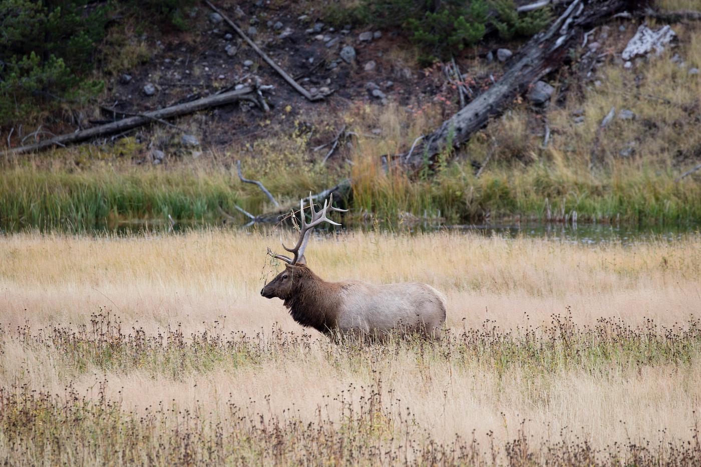 Bull elk in Yellowstone National Park, in the northwest corner of the western state of Wyoming. Original image from Carol M... Bull elk in Yellowstone National Park, in the northwest corner of the western state of Wyoming. Original image from Carol M...